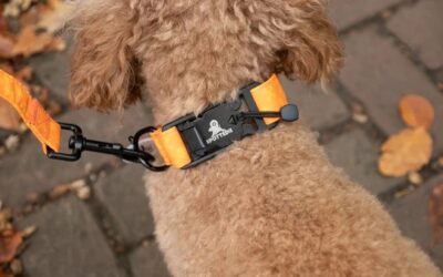 Spotted! PRO Halsband Oranje maat s t/m XL