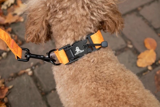 Spotted! PRO Halsband Oranje maat s t/m XL